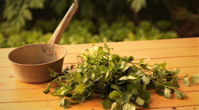 Ce este coriandru?