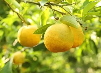 Ce este fructul Yuzu și cum se utilizează?