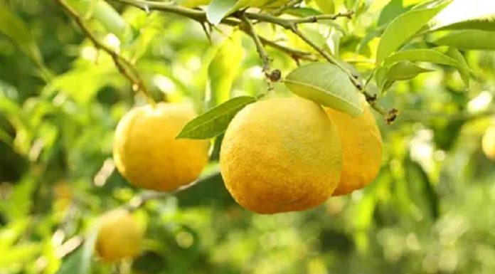 Ce este fructul Yuzu și cum se utilizează?