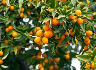 Ce naiba este un Kumquat – și ce gust are?