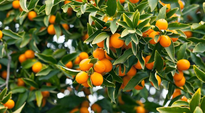 Ce naiba este un Kumquat – și ce gust are?