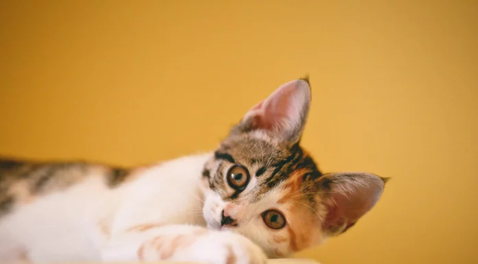 Ce să urmăriți în acest weekend