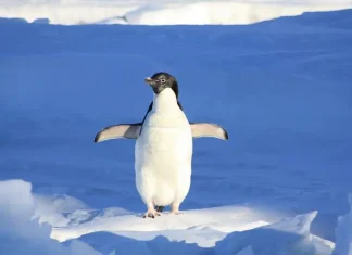 Cele mai bune locuri din lume pentru a vedea pinguinii