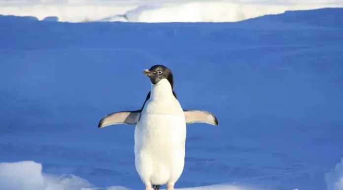 Cele mai bune locuri din lume pentru a vedea pinguinii