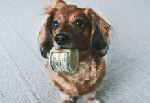 Cum să cheltui mai puțin pe animalele de companie
