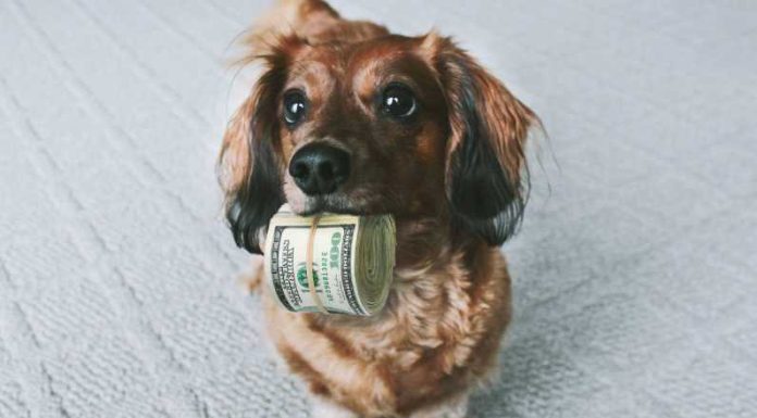 Cum să cheltui mai puțin pe animalele de companie