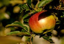 Cum să împiedici un măr să se rumenească