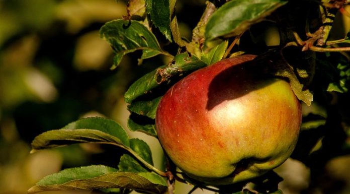 Cum să împiedici un măr să se rumenească
