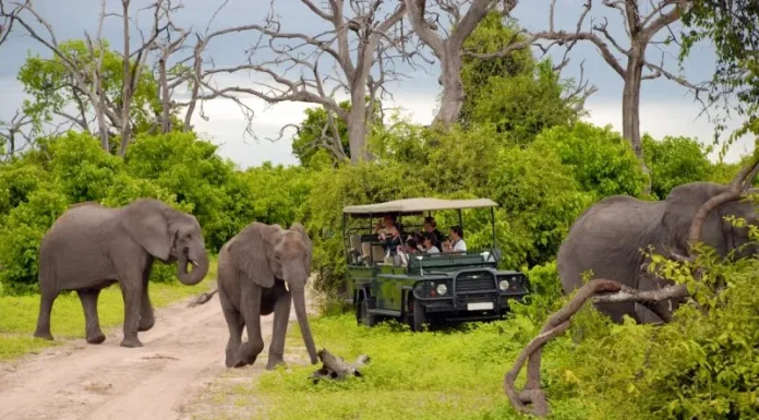 Top motive pentru a vizita Africa de Sud