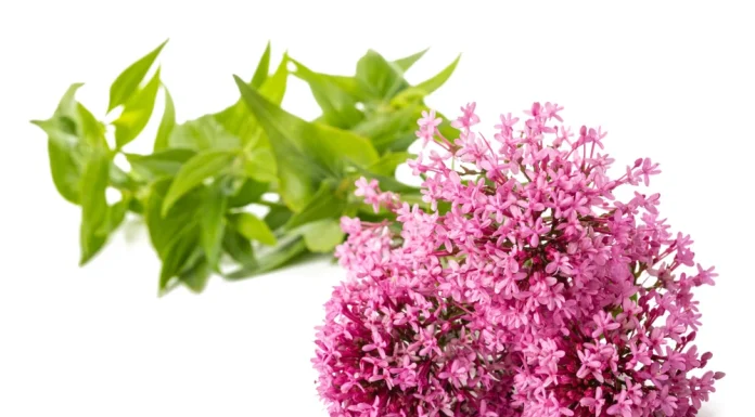 Cum vă poate ajuta rădăcina de valeriană să vă relaxați